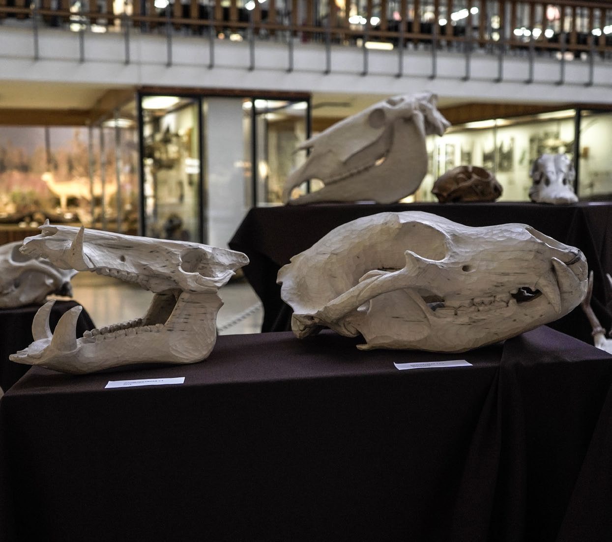 Šimon Chyla: Wooden skulls, 2020 – 2021